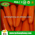 Fournisseur de carottes de nouvelles cultures en Chine